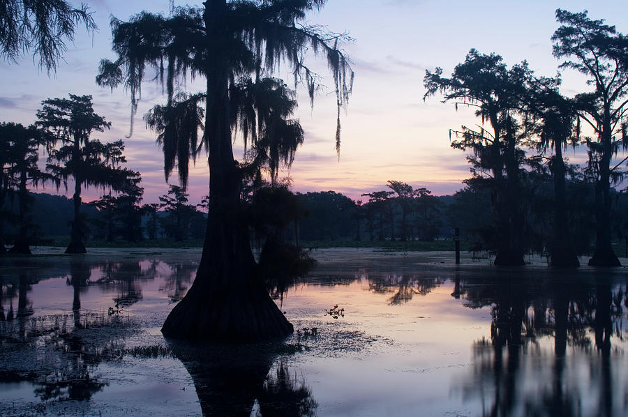 Bald Cypress Trees In Swamp At Sunrise Photograph by Kathy Van Torne