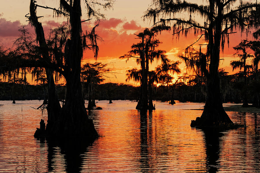 Bald Cypress Trees Silhouetted At Sunset Photograph by Adam Jones ...