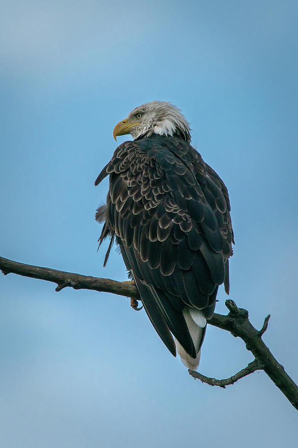 Bald Eagle #1 Photograph by David Heilman