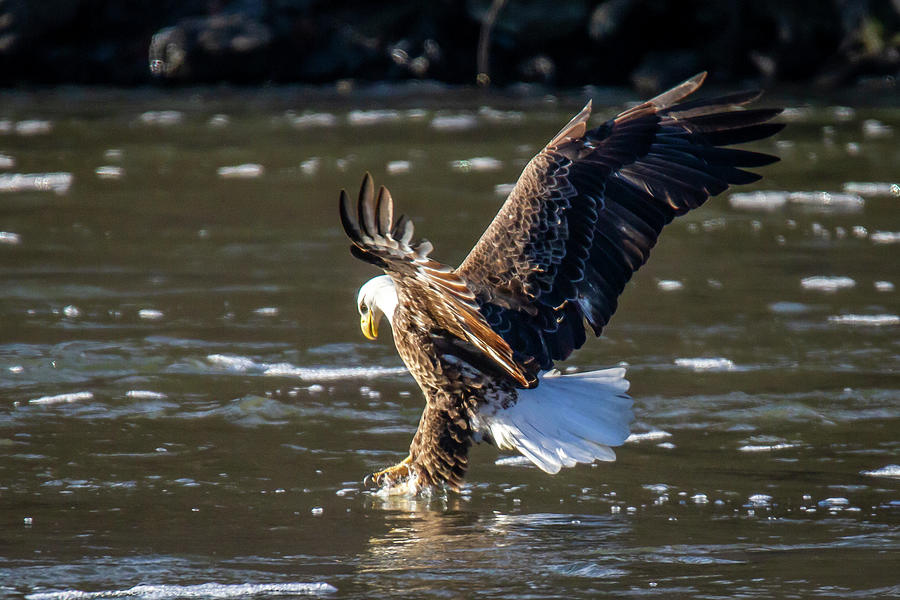 Bald Eagle 1 Photograph by David Wagenblatt