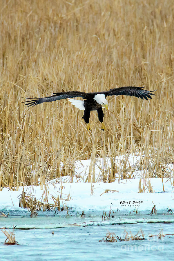 Bald Eagle - 1 Photograph by Jeffrey Schulz
