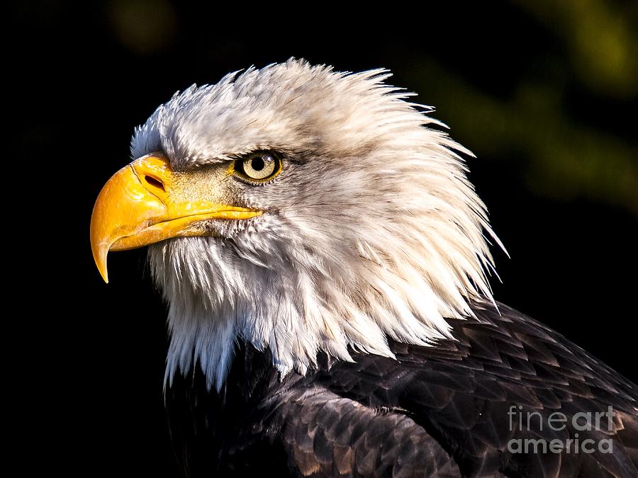 Bald Eagle 1 Digital Art by Michael Graham