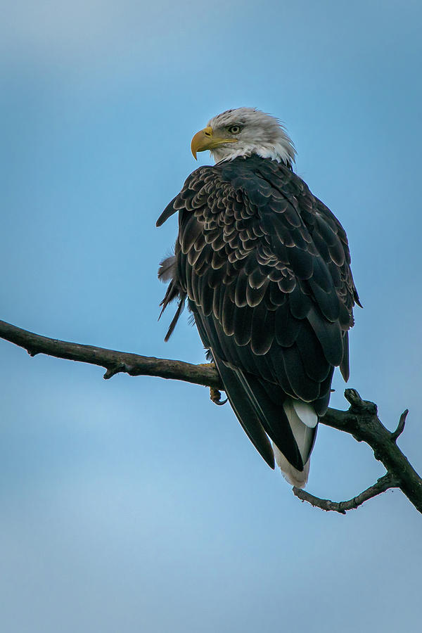 Bald Eagle #2 Photograph by David Heilman