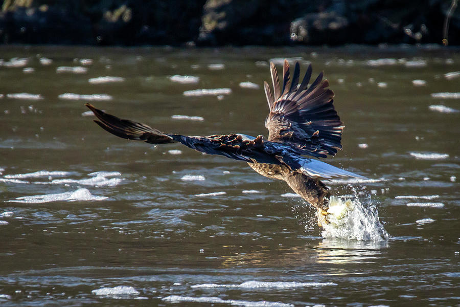 Bald Eagle 2 Photograph by David Wagenblatt