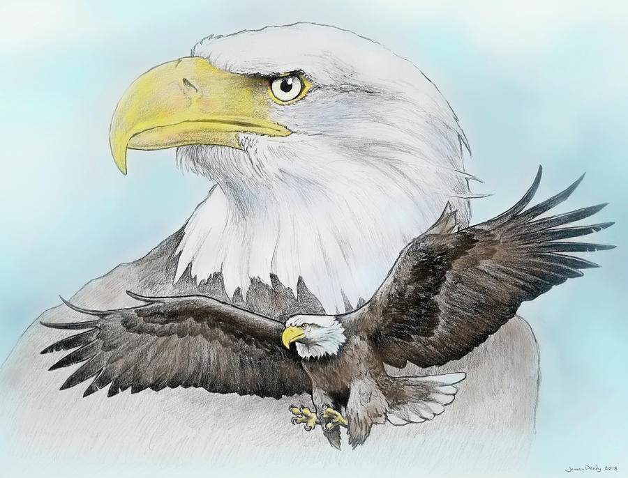 Bald Eagle 2 Drawing by James Deady Pixels