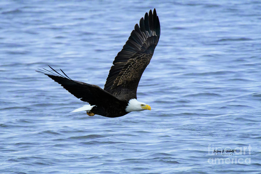 Bald Eagle - 2 Photograph by Jeffrey Schulz
