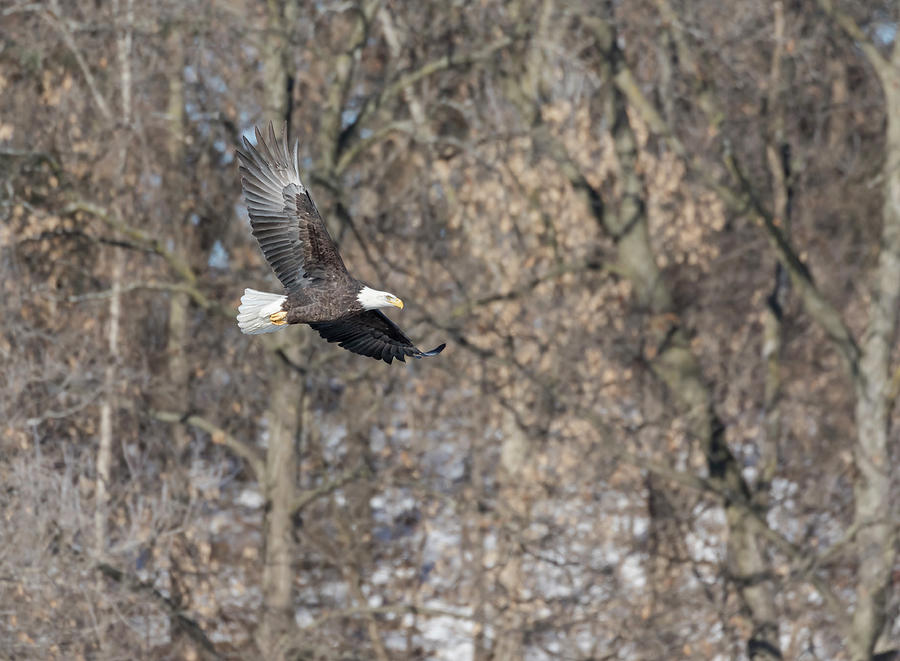 Bald Eagle 2018-10 Photograph by Thomas Young
