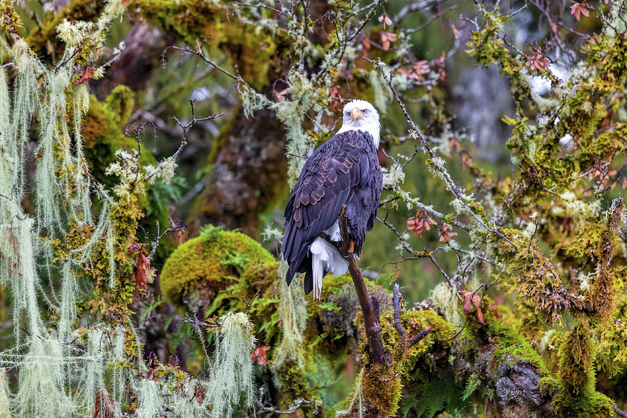 Bald Eagle 2018 Photograph by Mike Centioli