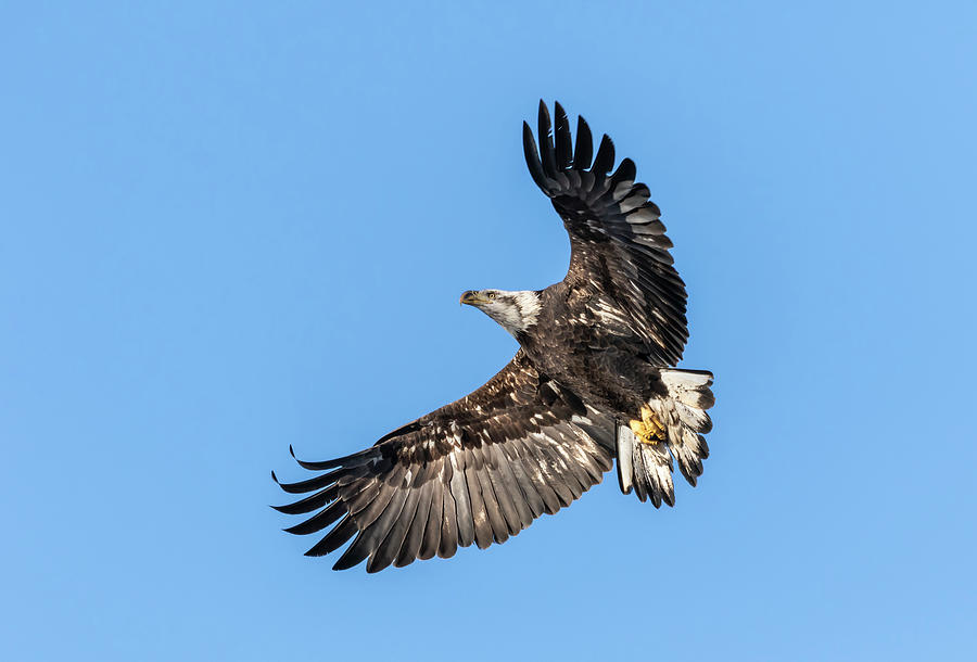 Bald Eagle 2019-1 Photograph by Thomas Young