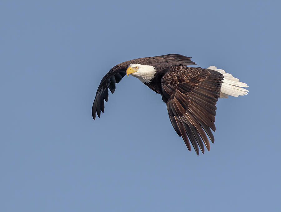 Bald Eagle 2019-10 Photograph by Thomas Young