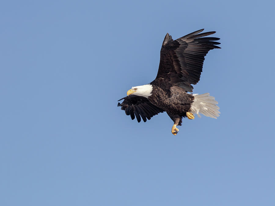 Bald Eagle 2019-11 Photograph by Thomas Young