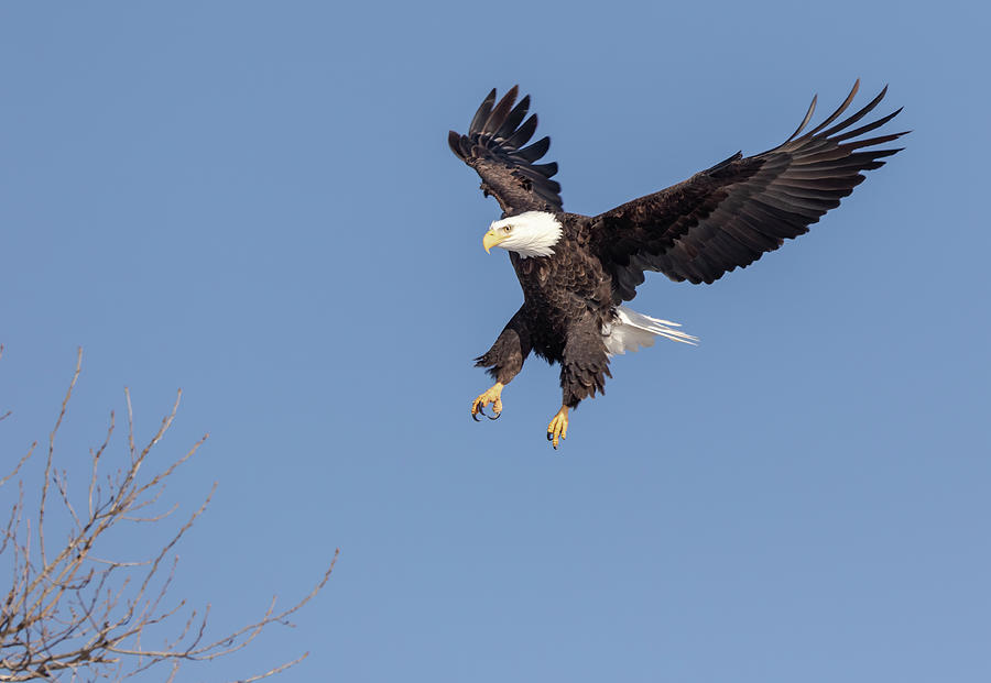 Bald Eagle 2019-12 Photograph by Thomas Young
