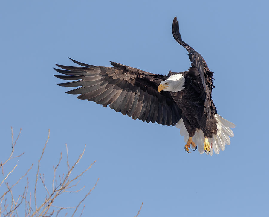 Bald Eagle 2019-13 Photograph by Thomas Young