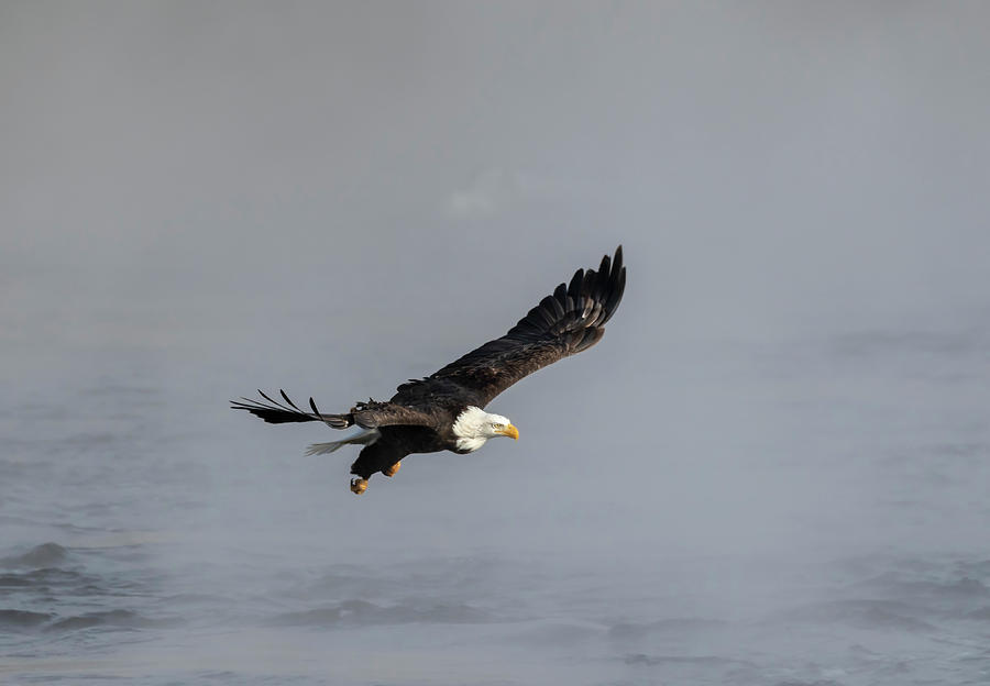 Bald Eagle 2019-2 Photograph by Thomas Young
