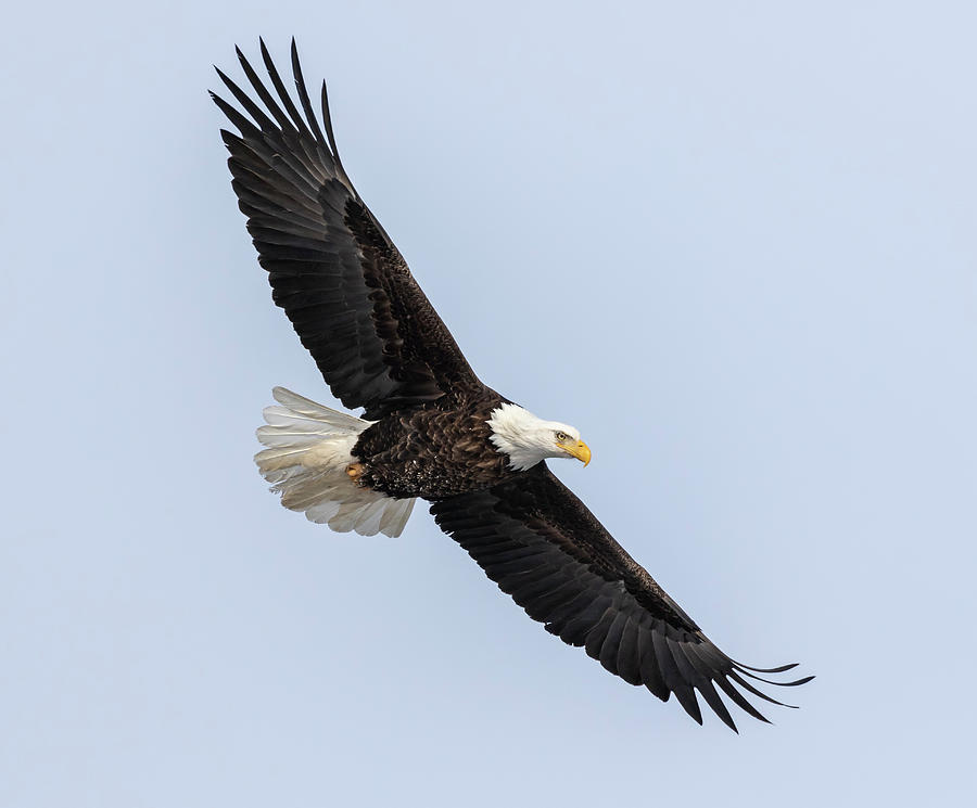 Bald Eagle 2019-3 Photograph by Thomas Young