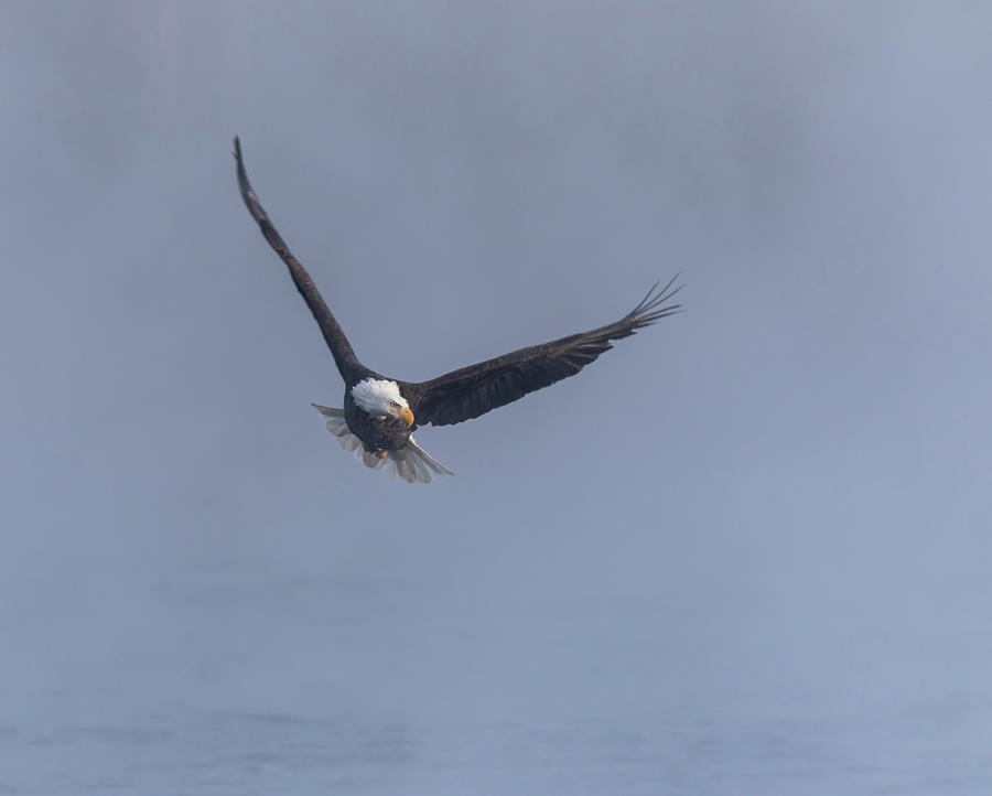 Bald Eagle 2019-5 Photograph by Thomas Young