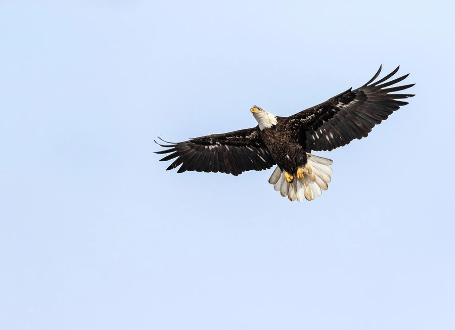 Bald Eagle 2019-6 Photograph by Thomas Young