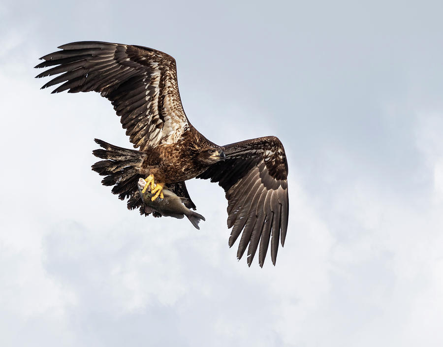 Bald Eagle 2019-7 Photograph by Thomas Young