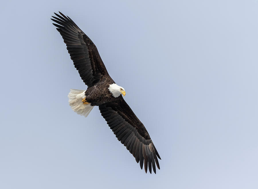 Bald Eagle 2019-8 Photograph by Thomas Young