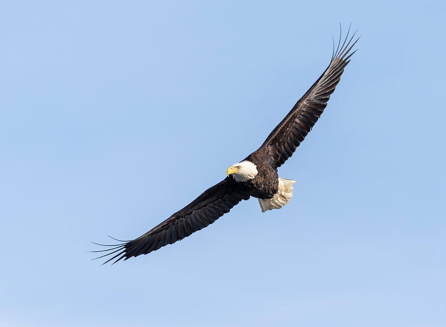 Bald Eagle 2019-9 Photograph by Thomas Young