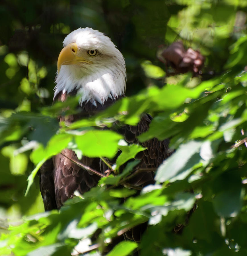 bald eagle 22 by Chris Flees bald eagle 22 by Chris Flees
