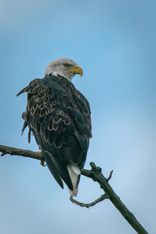 Bald Eagle #3 Photograph by David Heilman