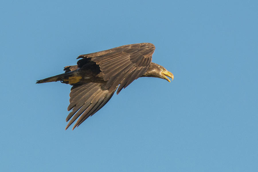 Bald Eagle 3800-053019 Photograph by Tam Ryan