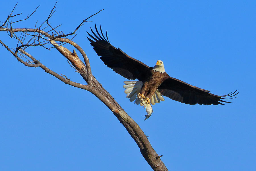 Bald Eagle 4 by Dead Cypress Photography Bald Eagle 4 by Dead Cypress Photography