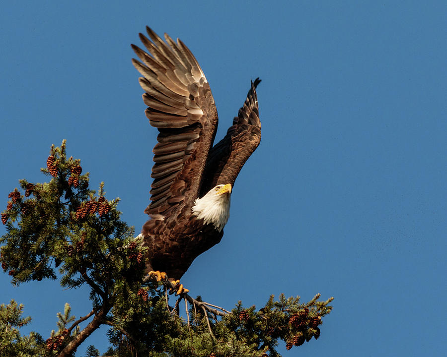 Bald Eagle 5995 by Pamela S Eaton-Ford Bald Eagle 5995 by Pamela S Eaton-Ford