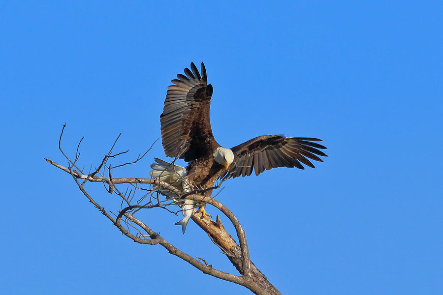 Bald Eagle 6 by Dead Cypress Photography Bald Eagle 6 by Dead Cypress Photography