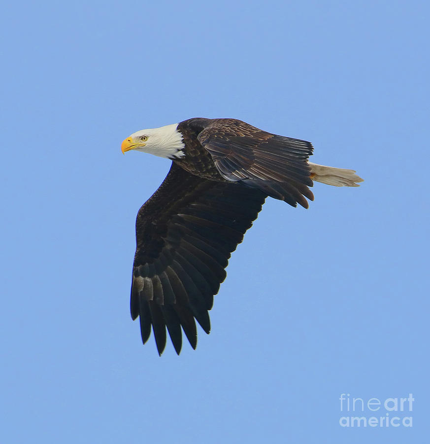 Bald Eagle 6736 Photograph by Jack Schultz