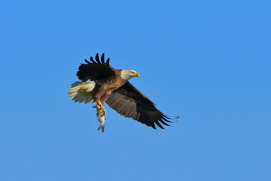 Bald Eagle 7 by Dead Cypress Photography Bald Eagle 7 by Dead Cypress Photography