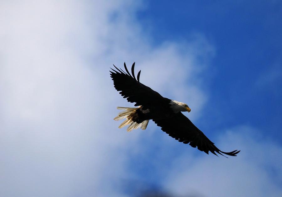 Bald Eagle After Lift Off Photograph by Darrell MacIver