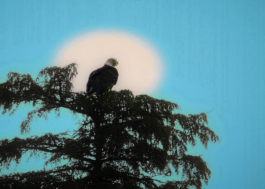 Bald Eagle Alaska Digital Art by Ernest Echols