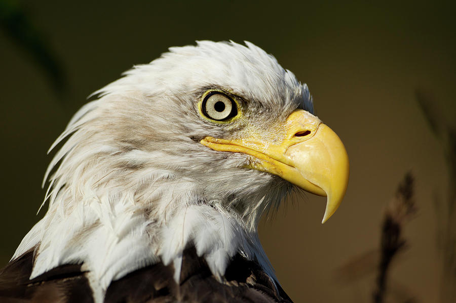 Bald Eagle, Alaska Photograph by Paul Souders