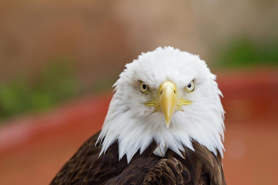 Bald Eagle Photograph by Alexturton