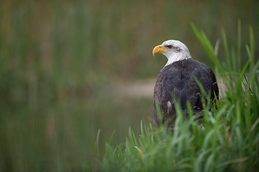 Bald Eagle / American Eagle, Haliaeetus leucocephalus Photograph by ...