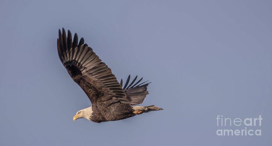 Bald Eagle - American Symbol 3 Photograph by David Bearden