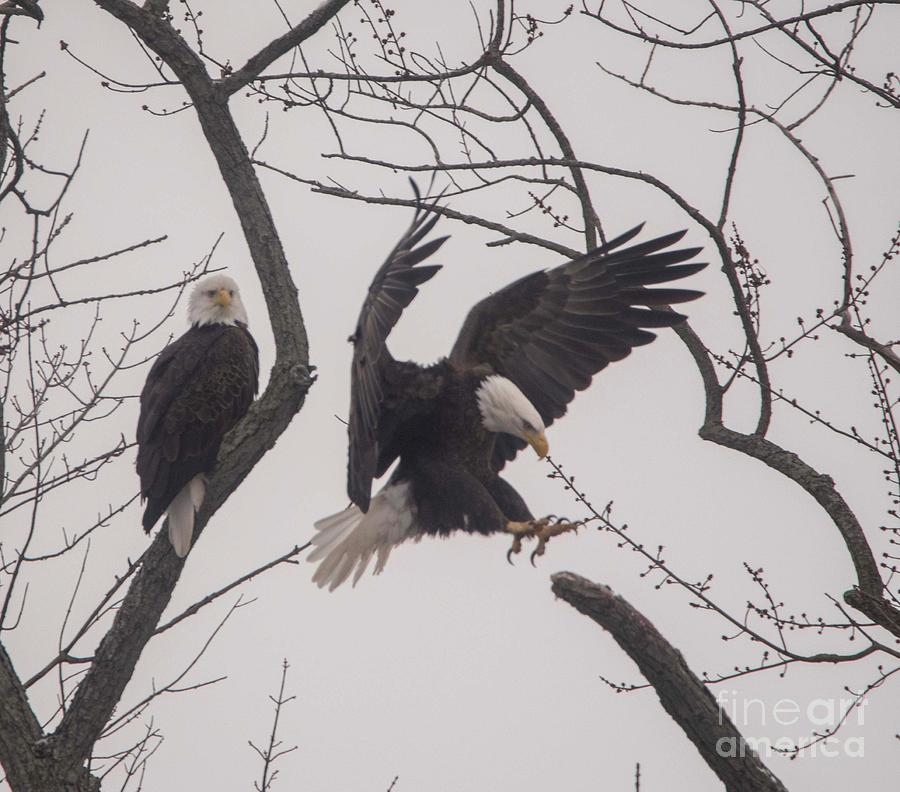 Bald Eagle - American Symbol 4 Photograph by David Bearden