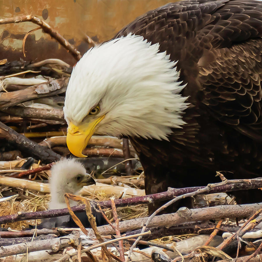 Bald Eagle and Eaglet Photograph by Cynthia Townsend - Fine Art America