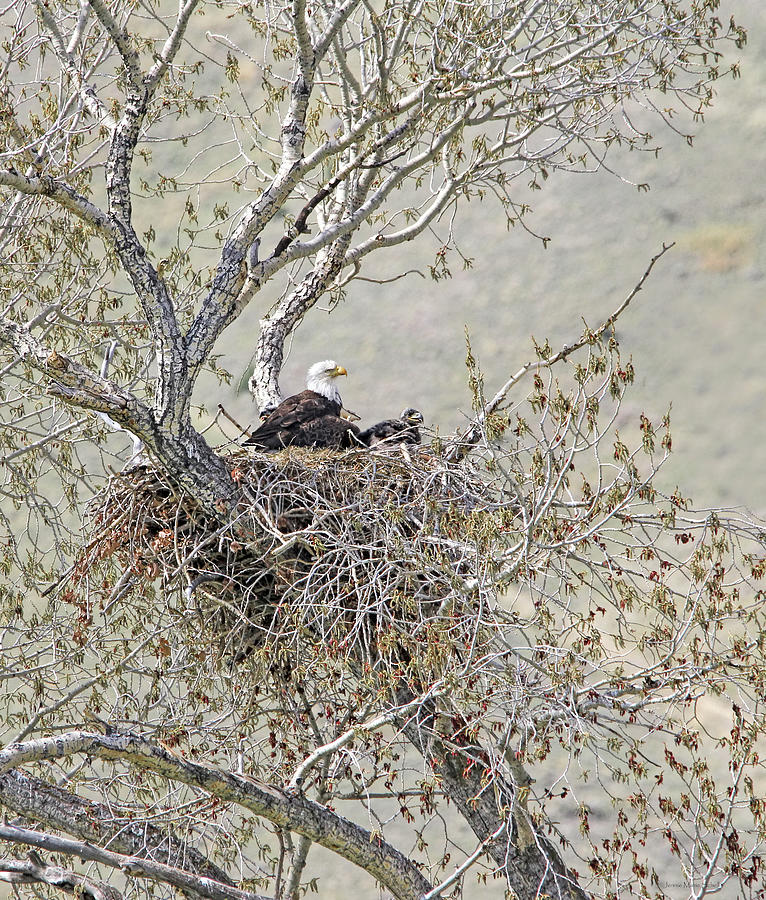Bald Eagle and Eaglets in Nest Photograph by Jennie Marie Schell