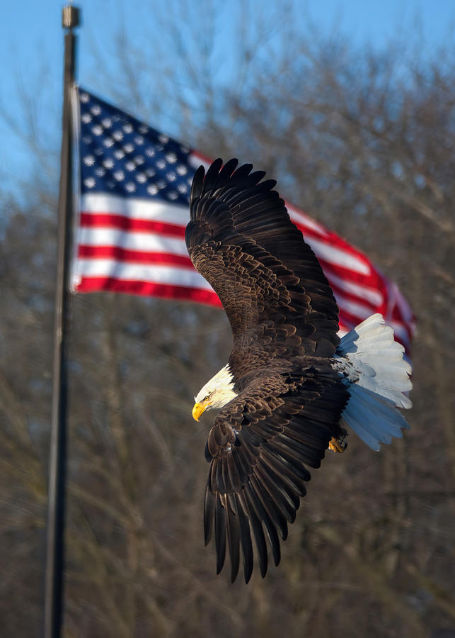 Eagle Photograph - Bald Eagle And Flag by Qing Zhao