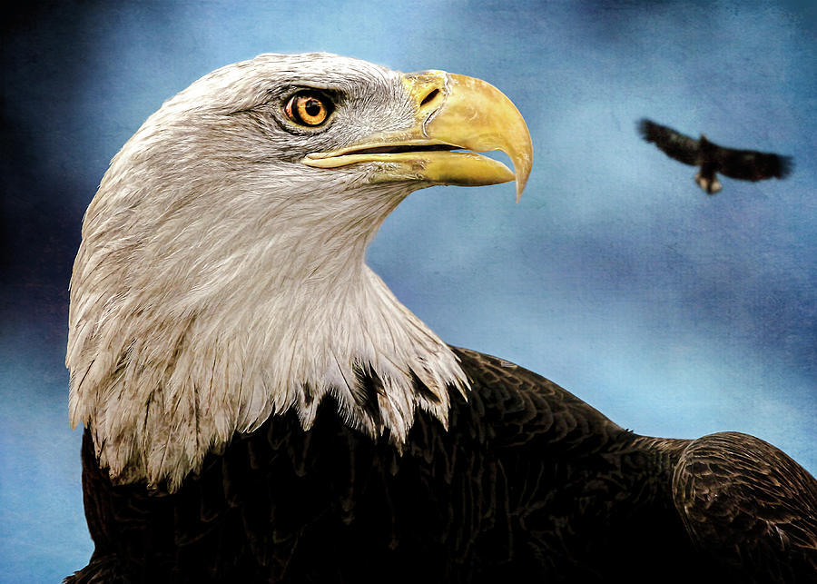 Bald Eagle and Fledgling  Photograph by Bob Orsillo