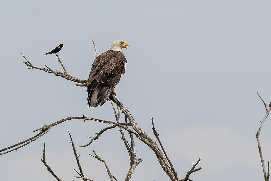 Bald Eagle and friend Photograph by Dan Ferrin - Fine Art America