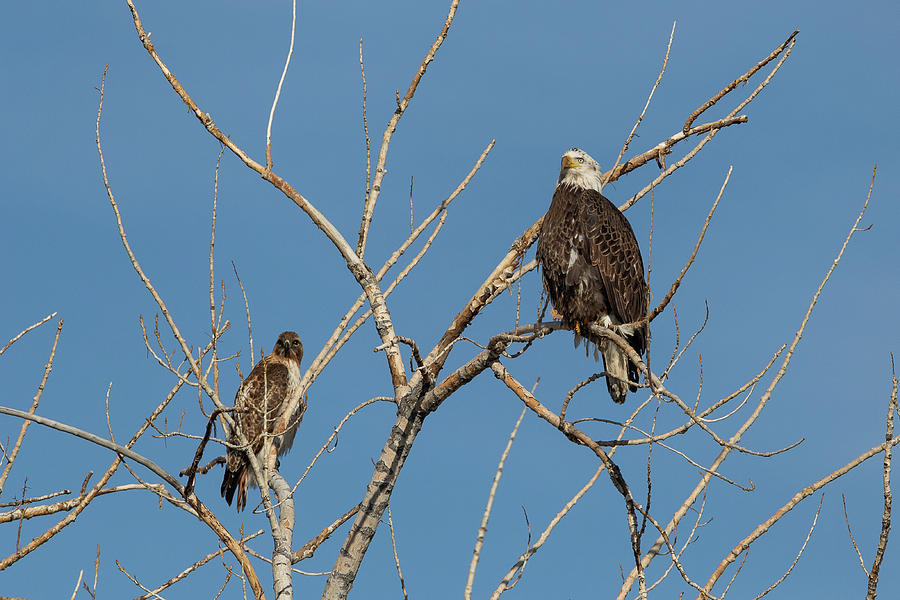 Bald Eagle and Red Tailed Hawk Share a Roost Photograph by Tony Hake