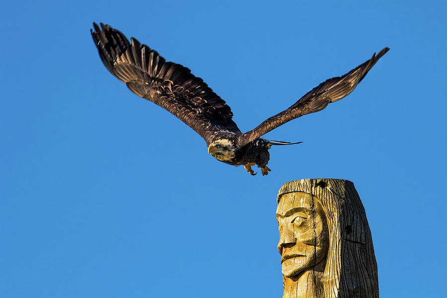 Bald Eagle and Totem Pole Photograph by Michelle Pennell