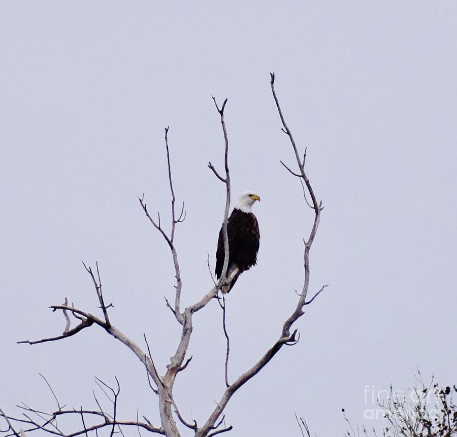 Bald Eagle Photograph by Anita Streich