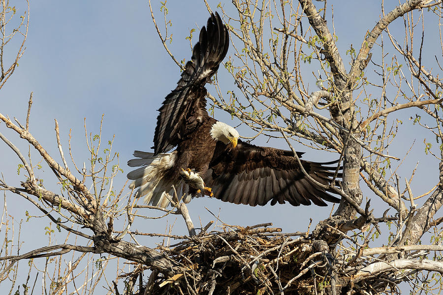 Bald Eagle Arrives With Fish Photograph by Tony Hake