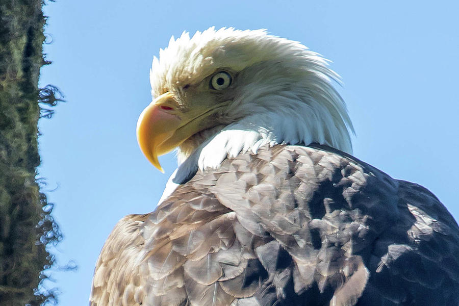 Bald Eagle at Mora  Photograph by Steven A Bash