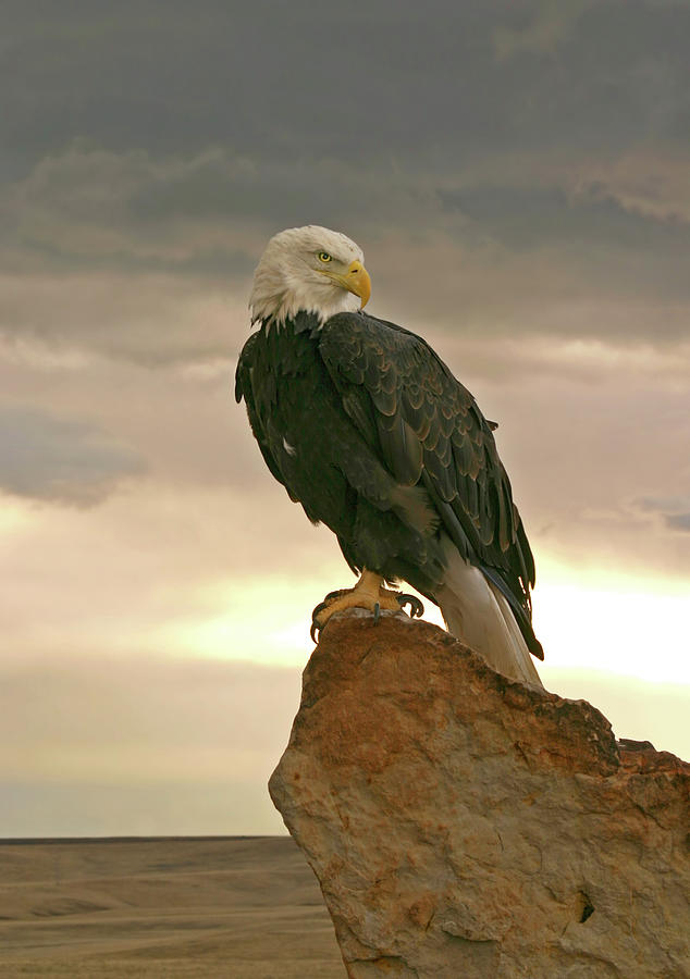 Bald Eagle At Sunrise Photograph by Missing35mm
